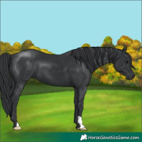 Horse Color:Black 