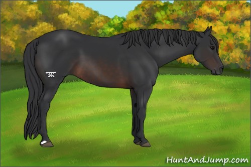 Horse Color:Brown 