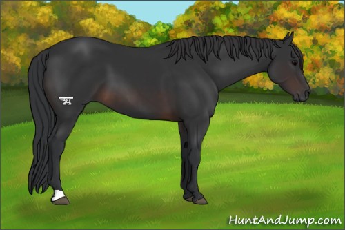 Horse Color:Brown 