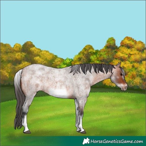 Horse Color:White Spotted Bay Roan Frame 