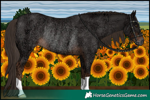 Horse Color:Liver Chestnut Ice Rabicano