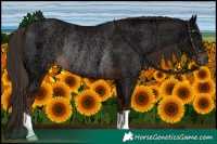 Horse Color:Liver Chestnut Ice Rabicano 