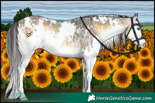 Horse Color:White Spotted Buckskin Ice Onyx Splash