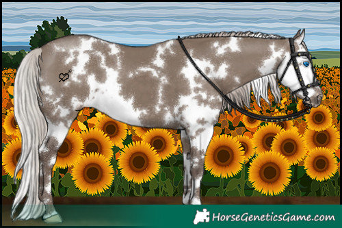 Horse Color:White Spotted Silver Grullo Splash 