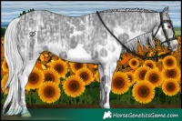 Horse Color:Silver Black Chinchilla Ice Splash 