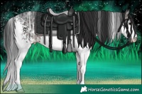 Horse Color:White Spotted Brown Ice