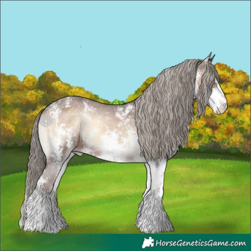 Horse Color:Liver Red Onyx Sabino Appaloosa 