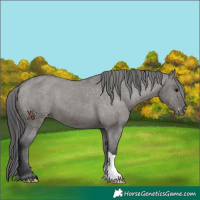 Horse Color:Grullo Varnish 