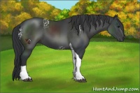 Horse Color:White Spotted Black Tobiano 