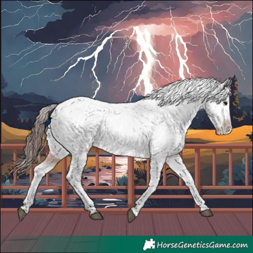 Horse Color:Brown Appaloosa 