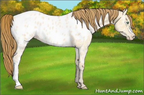 Horse Color:Amber Cream Champagne Ice Dun Appaloosa Rabicano 