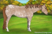 Horse Color:Chestnut Ice Rabicano 