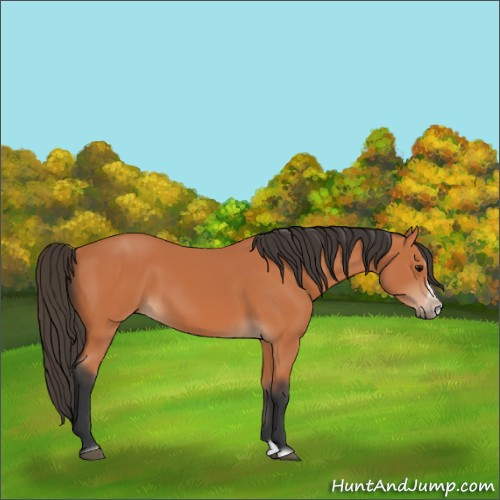 Horse Color:Bay Splash Frame 