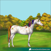 Horse Color:Painted Bay Onyx Appaloosa Rabicano 