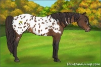 Horse Color:Buckskin Near Leopard 
