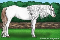 Horse Color:Grullo Near Leopard
