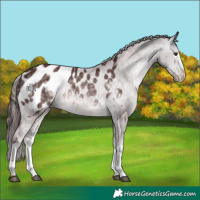Horse Color:Platinum White Spotted Chocolate Buckskin Appaloosa 