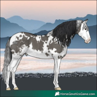 Horse Color:White Spotted Grullo Sabino Splash