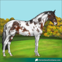 Horse Color:White Spotted Brown Tobiano 