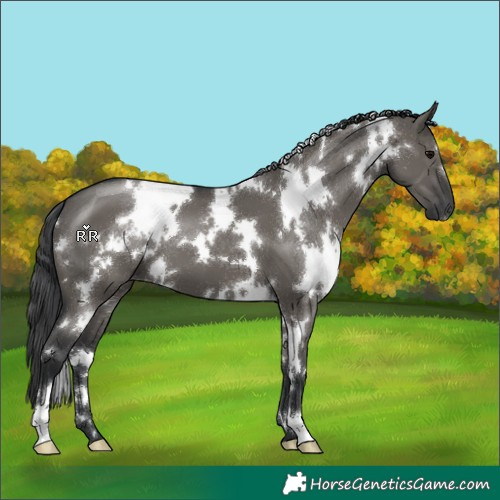 Horse Color:White Spotted Grullo 