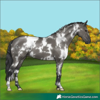 Horse Color:White Spotted Grullo