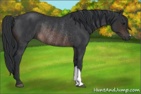 Horse Color:Brown Rabicano 