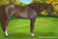 Horse Color:Liver Chestnut Sabino 