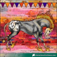 Horse Color:Black Appaloosa 