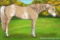 Horse Color:White Spotted Red Dun 