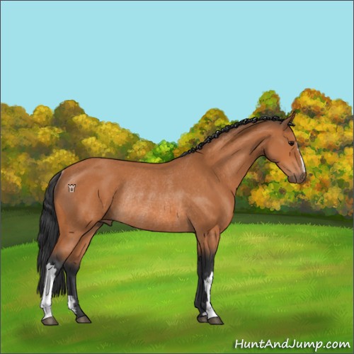Horse Color:Bay Rabicano 