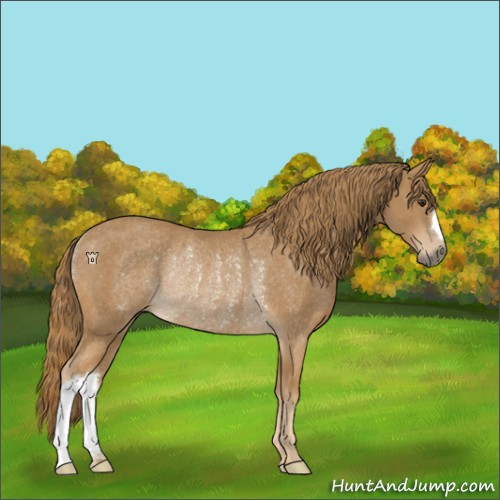 Horse Color:Chestnut Rabicano 