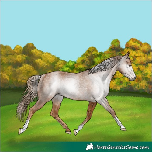 Horse Color:Gray Chestnut Rabicano 
