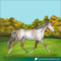 Horse Color:Gray Chestnut Rabicano 