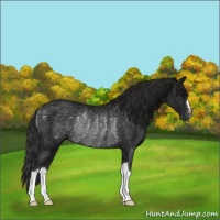 Horse Color:Gray Black Rabicano 