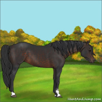 Horse Color:Brown Sabino 