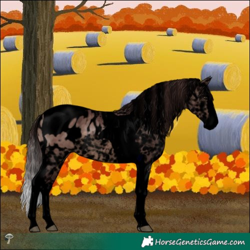 Horse Color:Void Chocolate Brown Dun Mushroom Splash Tobiano Appaloosa 