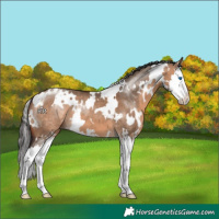 Horse Color:White Spotted Bay Dun Sabino Splash