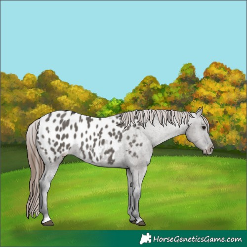 Horse Color:Grullo Appaloosa 