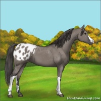 Horse Color:Grullo Appaloosa 