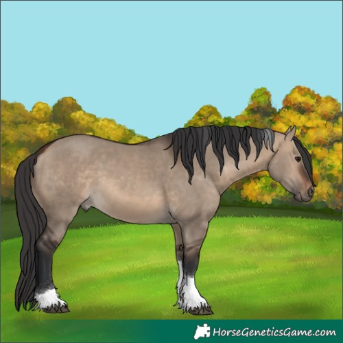 Horse Color:Brown Dun Tobiano