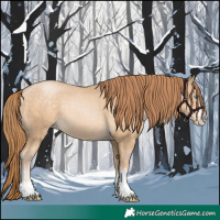 Horse Color:Buckskin Pearl 