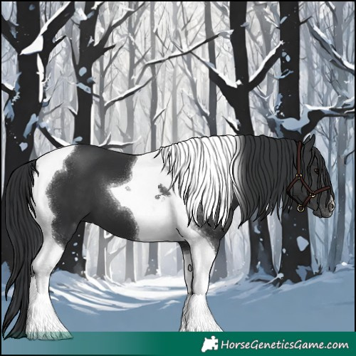 Horse Color:Black Tobiano