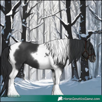 Horse Color:Black Tobiano 