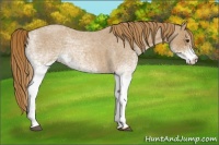 Horse Color:White Spotted Red Roan 