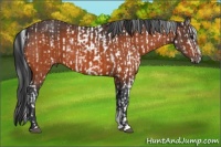 Horse Color:Bay Sabino Appaloosa  and Bay Sabino 