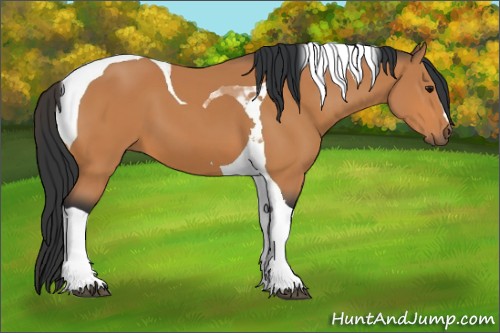 Horse Color:Bay Tobiano 