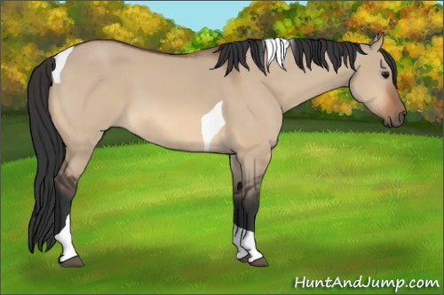 Horse Color:Bay Dun Tobiano 
