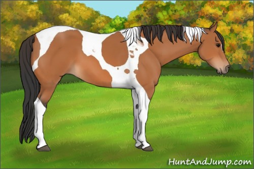 Horse Color:Bay Tobiano 