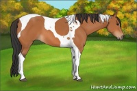Horse Color:Bay Tobiano 