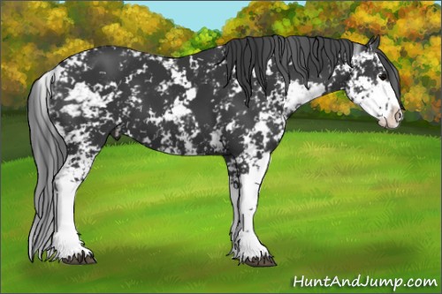 Horse Color:Black Sabino 